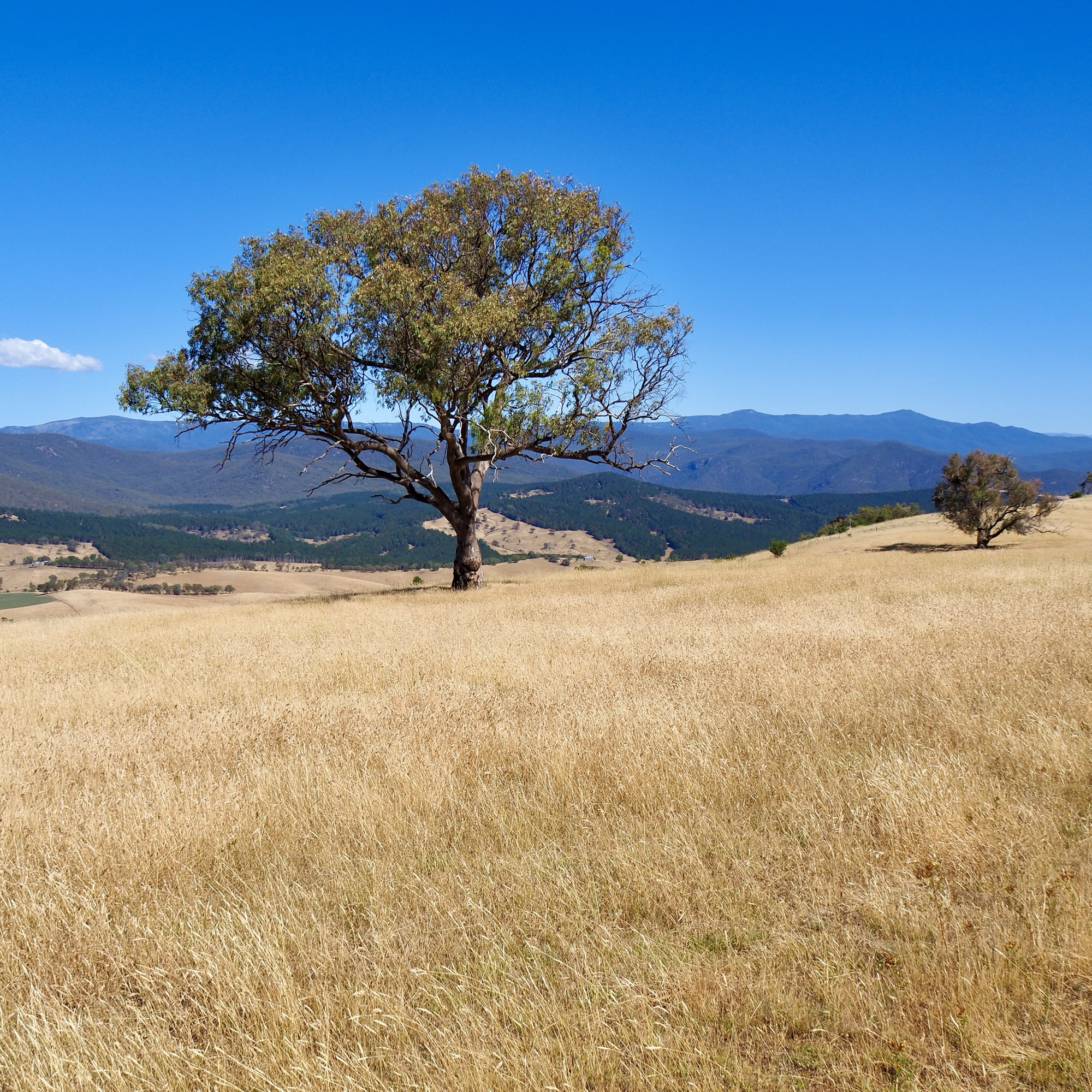 A dry golden landscape of grass and mountains