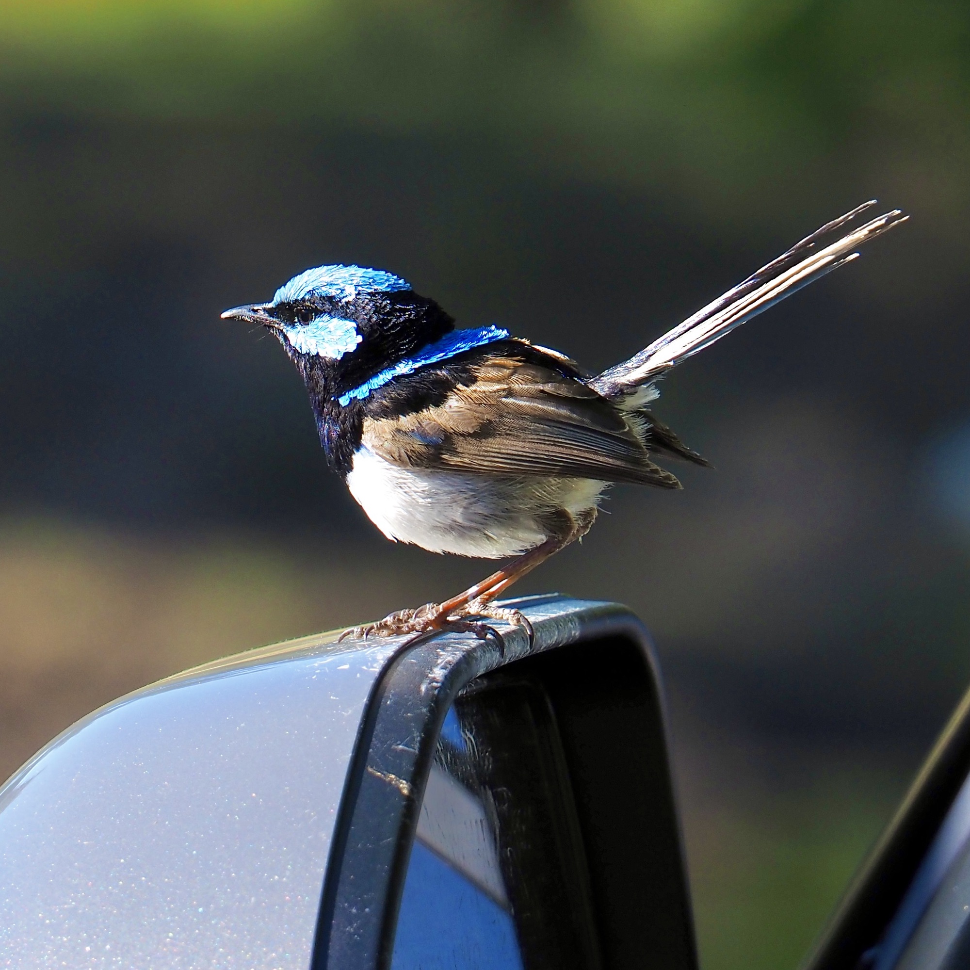 A blue fairy wren on a car wing mirror