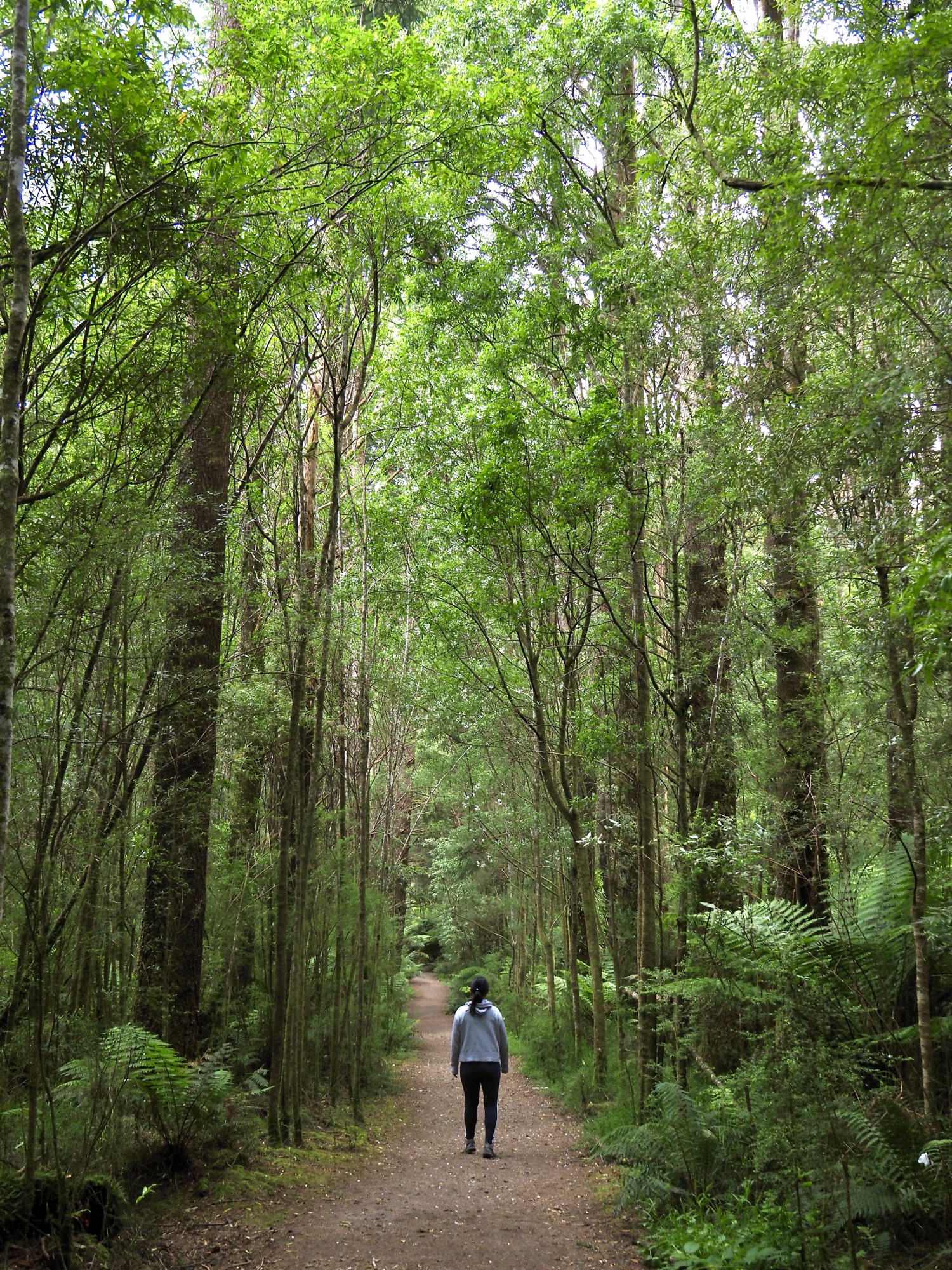 A person walking through a green forest of trees and ferns