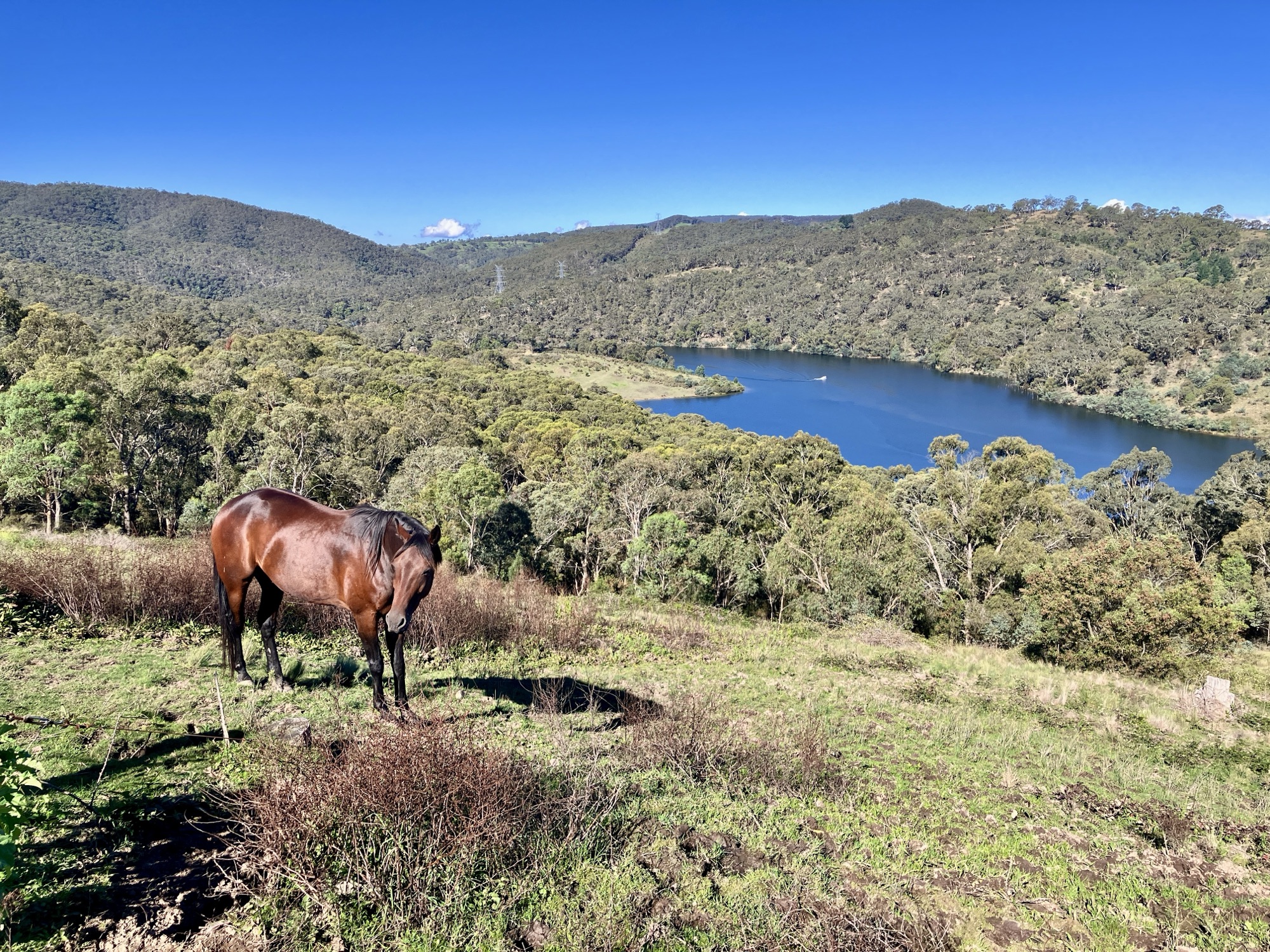 A view over a lake with a brown horse in the foreground 