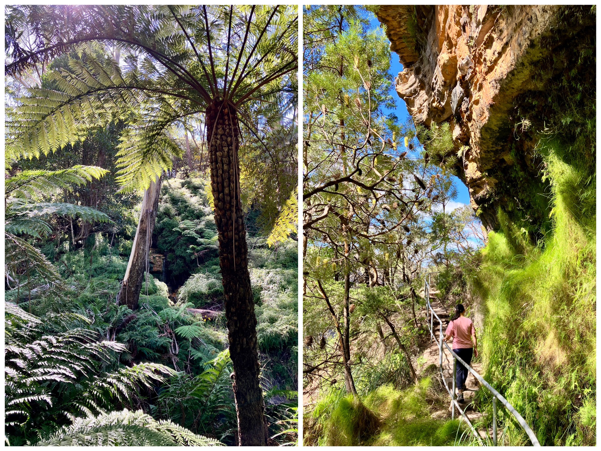Fern trees and grasses