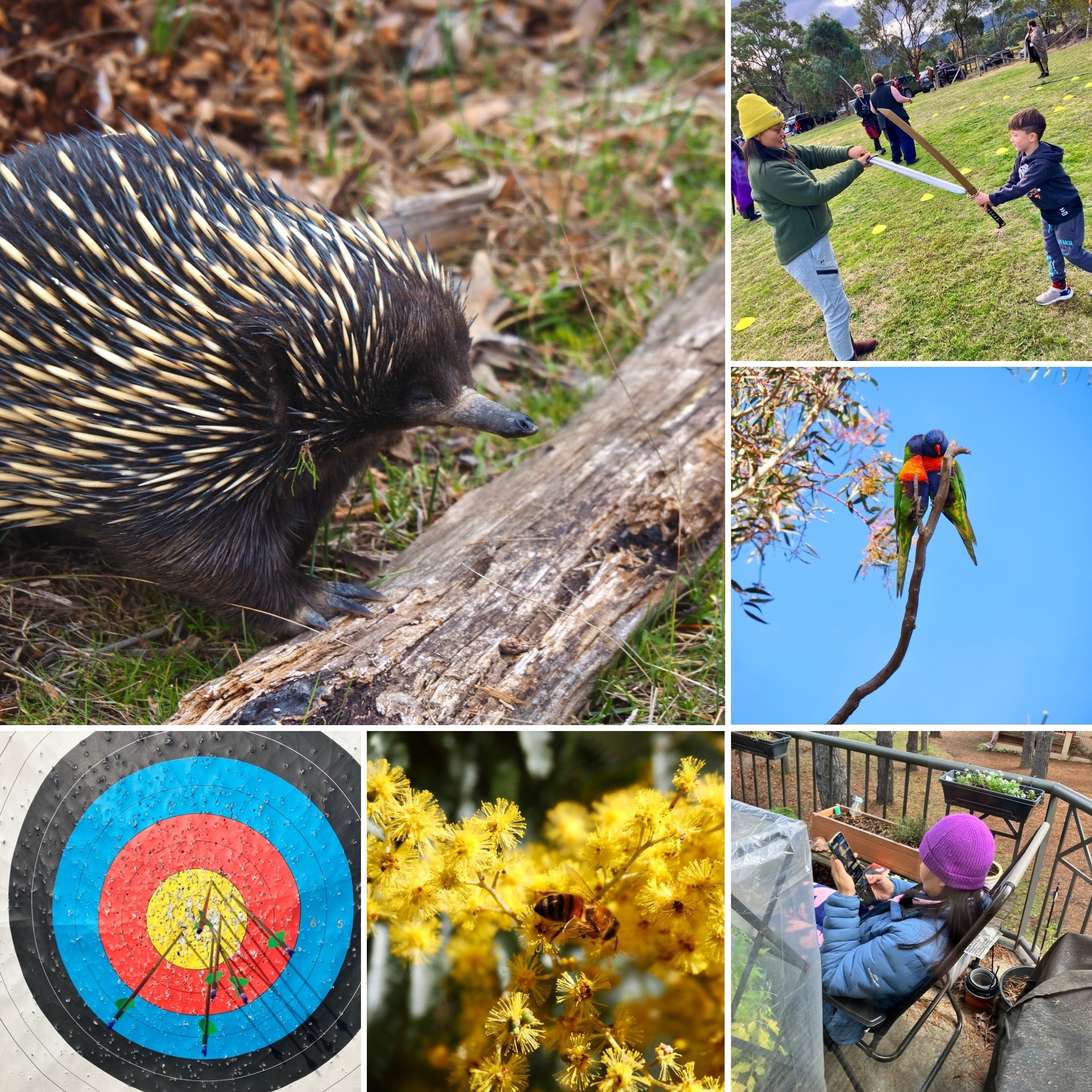Another compilation of images including an echidnas, some people having a pretend sword fight and some golden wattle