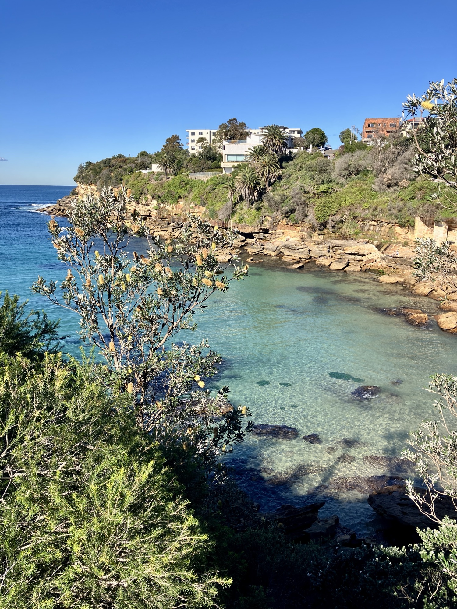 A sapphire bay with banksia and pricey apartments